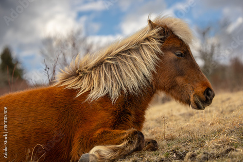 Grayson Highlands ponies in March