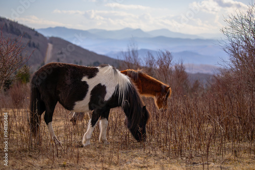 Grayson Highlands ponies in March