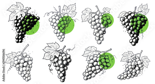 Hand-drawn Grapes Illustrations with Green Circles, Isolated on White