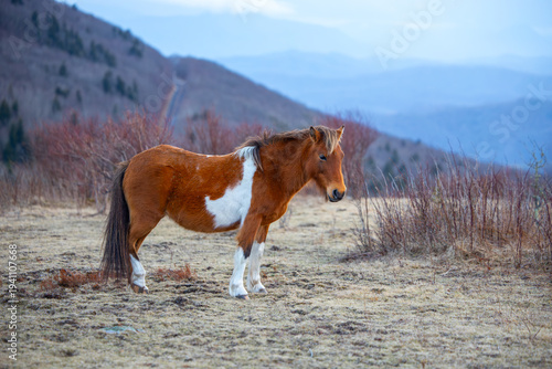 Grayson Highlands ponies in March