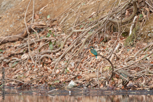 Male Common Kingfisher with black beak perched on a riverside twig, Koma River.