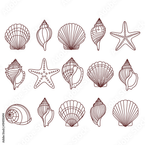 A collection of various seashells and starfish.