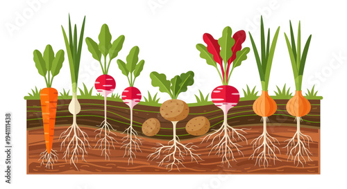 Root Vegetables Growing in Soil Cross Section Illustration