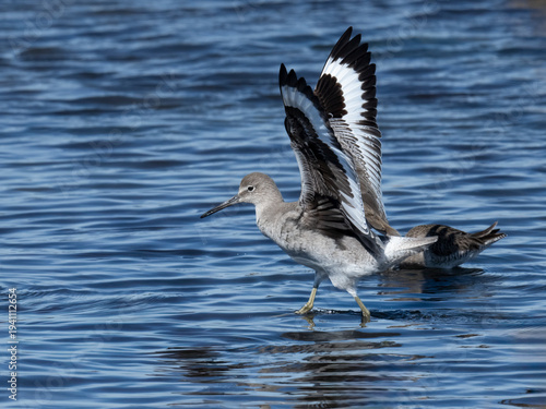 Fotografie Willet shorebird with wings raised wading in Moss Landing coastal waters