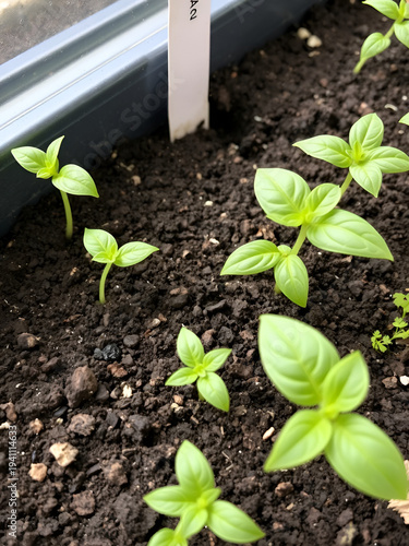 Fresh basil seedlings growing in soil