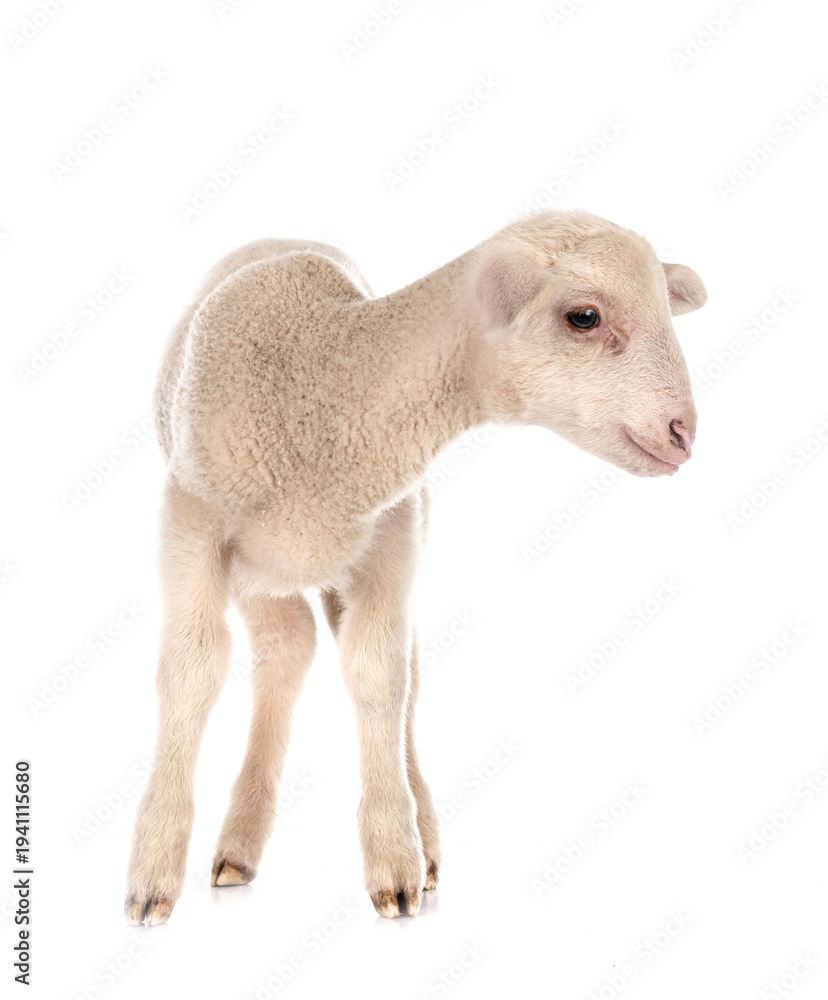 Fototapeta premium young lamb in studio