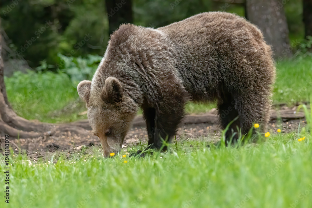 Obraz premium Brown Bear close up portrait in the nature