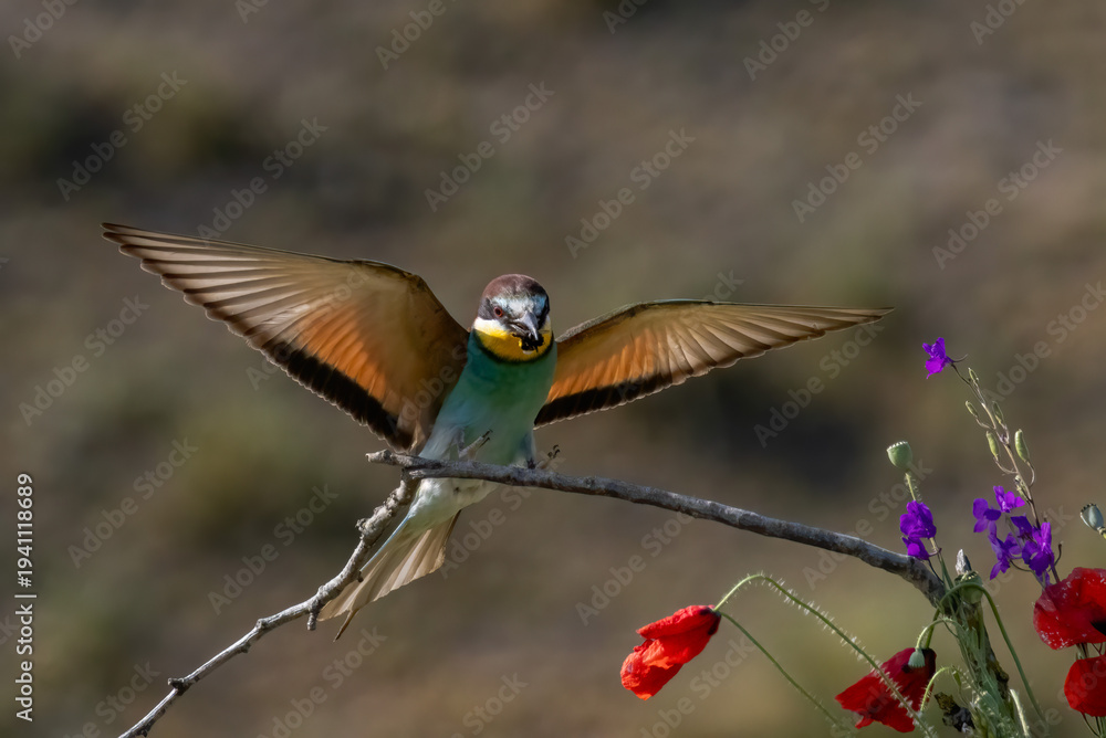 Fototapeta premium Common Bee-eater perching on stick