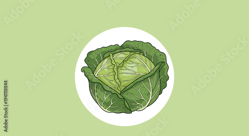 Fresh whole head of green cabbage with detailed leaves presented in a white circle over a light green background.