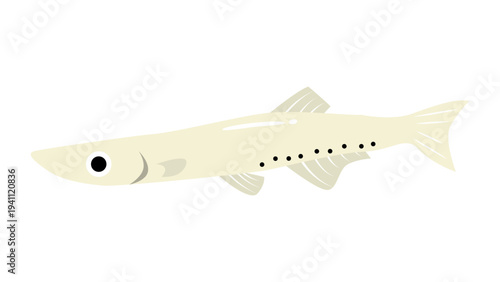 シンプルでかわいい白魚（シラウオ）のイラスト　食べ物・魚のベクター素材