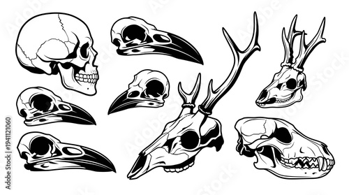 Bundle of human and animal anatomy skull vector illustrations in side view including raven, deer with antlers, wolf, and classic bone structures for gothic or nature design.