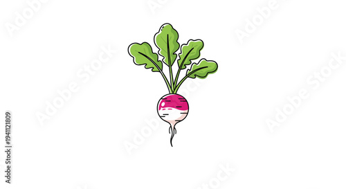 Fresh garden radish with vibrant pink and white skin and green leaves stands alone in a simple clean vector illustration.