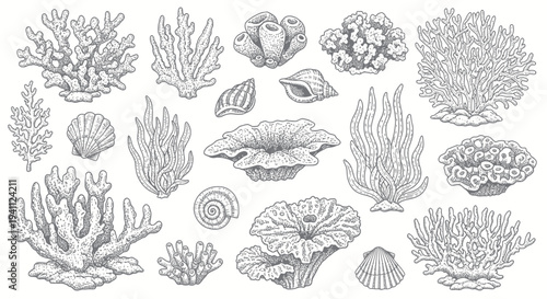 Collection of Hand-Drawn Coral Reef Elements and Seashells