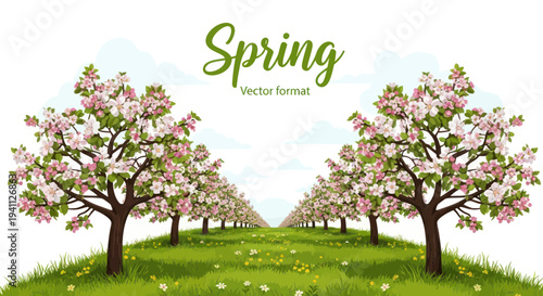 Blooming apple orchard in spring, vector illustration, white background