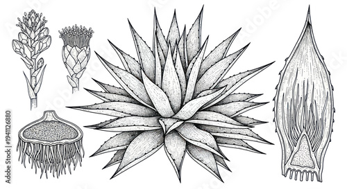 Botanical Illustration: Agave Plant, Flower, Leaf, and Cross-Section