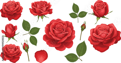 Beautiful seamless floral pattern of red roses and green leaves on white background for Valentine nature gift or romantic blossom vector
