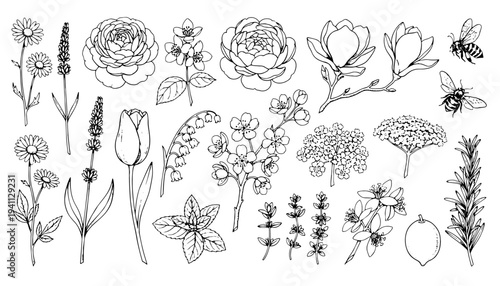 Botanical flower set with bees and branches vector engraving style on white isolated background for wedding invitation design