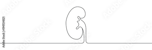 Human kidney organ continuous one line drawing minimalist medical anatomy illustration for healthcare and wellness. Editable stroke outline. Single contour art. Doodle hand drawn vector illustration