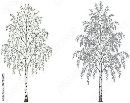 Betula pendula tree vector illustration in cutout style