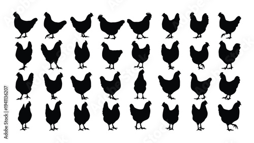 A group of black chickens standing in rows