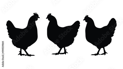 Three black chickens standing side by side
