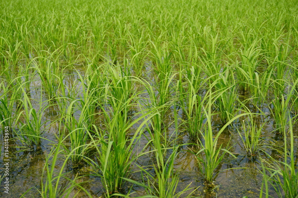 Obraz premium Young Green Rice Paddy Field