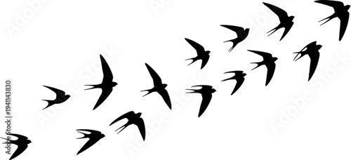 Swallow bird silhouettes flying in flock, minimalist wildlife migration concept, black birds isolated on white background, freedom nature aerial pattern