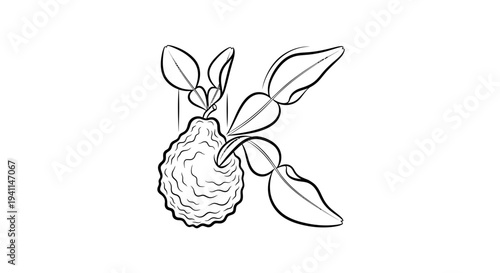Elegant black and white line art depicting kaffir lime fruit with leaves botanical illustration