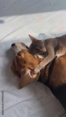Adorable dog and cat cuddle together on white bed