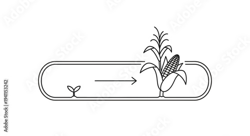 Minimalist linear depiction of corn plant growth progression from seedling to mature ear development