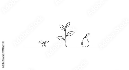 Sequential life cycle of a plant culminating in a pear fruit using elegant minimalist line art
