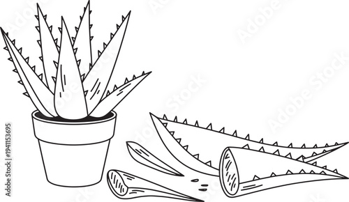 Aloe vera plant in pot with cut leaves vector illustration for natural herbal medicine
