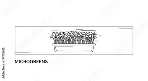 Healthy microgreen seedlings growing in a rectangular tray, clean line art illustration