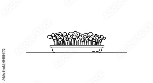 minimalist line art illustration of fresh green microgreens growing in a rectangular tray organic
