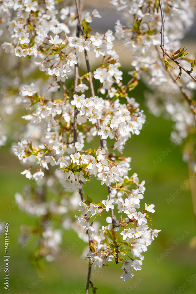 Obraz premium Cherry tree blossom. Spring flower bloom. Spring floral background. Spring nature beauty. Spring colorful petals.