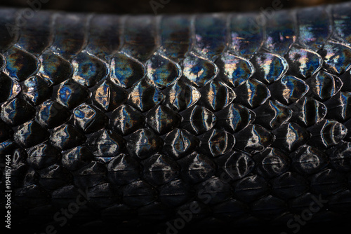 Fotografija Snake scale pattern