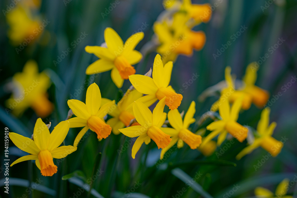 Obraz premium Narcissus flower in spring. Spring narcissus blossoms background. Narcissus flowers in a garden. Close-up of a blooming narcissus. Blossoms spring background. Yellow nature background.
