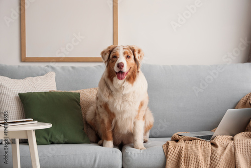 Cute Australian Shepherd dog on grey couch in living room