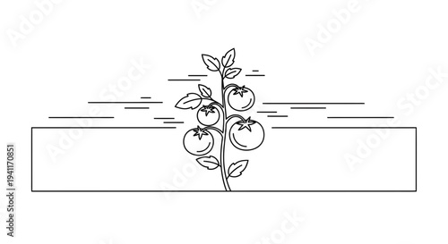Minimalist black line art illustration of a ripe tomato plant with four round fruits and leaves