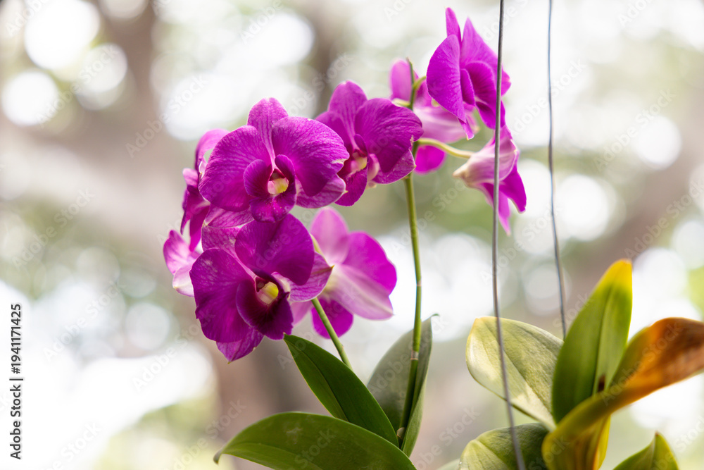 Naklejka premium Vibrant purple orchids hang delicately from slender stems
