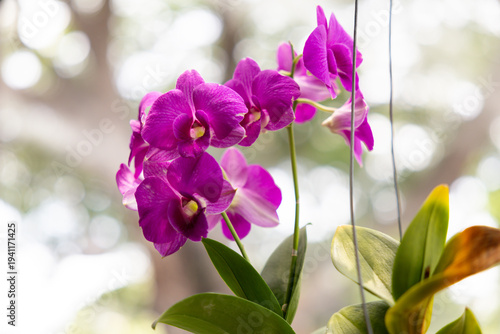 Vibrant purple orchids hang delicately from slender stems