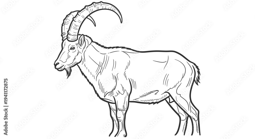 Fototapeta premium Bold black outline drawing of a majestic wild goat species with impressive curved horns and a