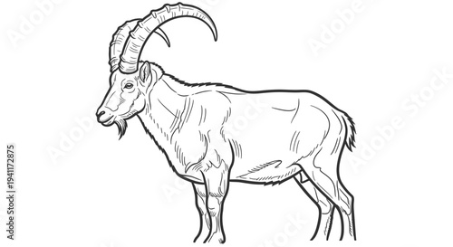 Bold black outline drawing of a majestic wild goat species with impressive curved horns and a