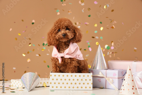 Cute Toy Poodle dog with pa...