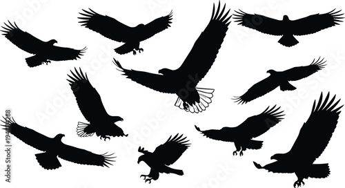 Black silhouette vector illustration of eagles and hawks in flight, broad wings, sharp talons, diverse poses, realistic bird artwork design