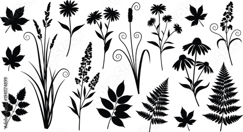 Botanical plant silhouettes with flowers and leaves, fern structures, maple foliage, coneflowers, nature design elements, educational illustration vector collection