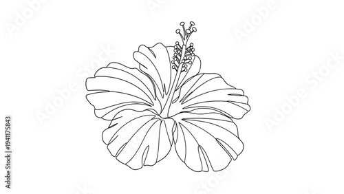 Detailed line art drawing of a single hibiscus flower featuring delicate petals and a long stamen for a tropical botanical illustration.