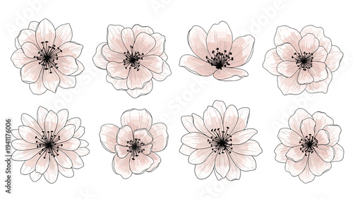 Set of delicate hand drawn cherry blossom flowers with light pink petals and fine black outlines on a white background.