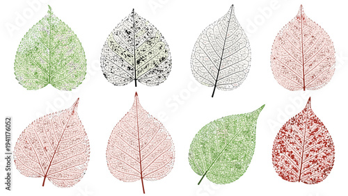 Beautiful collection of translucent leaf skeletons in green red and black colors showing intricate vein structures.