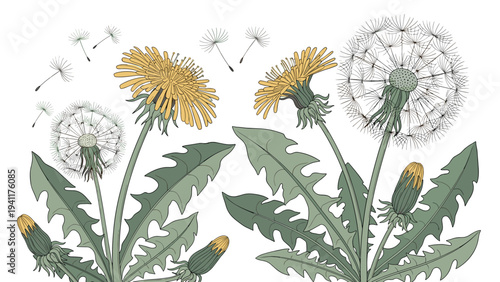 Detailed vintage botanical illustration of yellow dandelion flowers and fluffy seed heads with green jagged leaves.